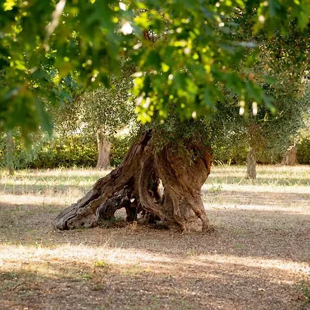 Holiday home Tenuta Ulivi